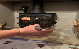 Mixed Breed dogs for sale: German wirehaired pointer x German wirehaired/Lab - Image 7