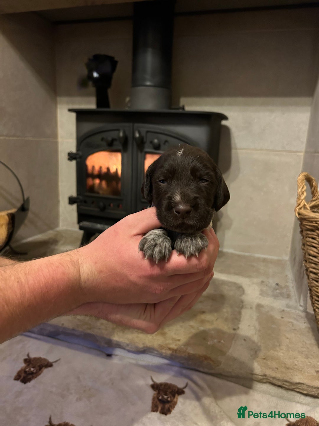 Mixed Breed dogs for sale: German wirehaired pointer x German wirehaired/Lab - Image 7