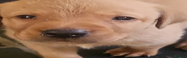 Labrador Retriever 4