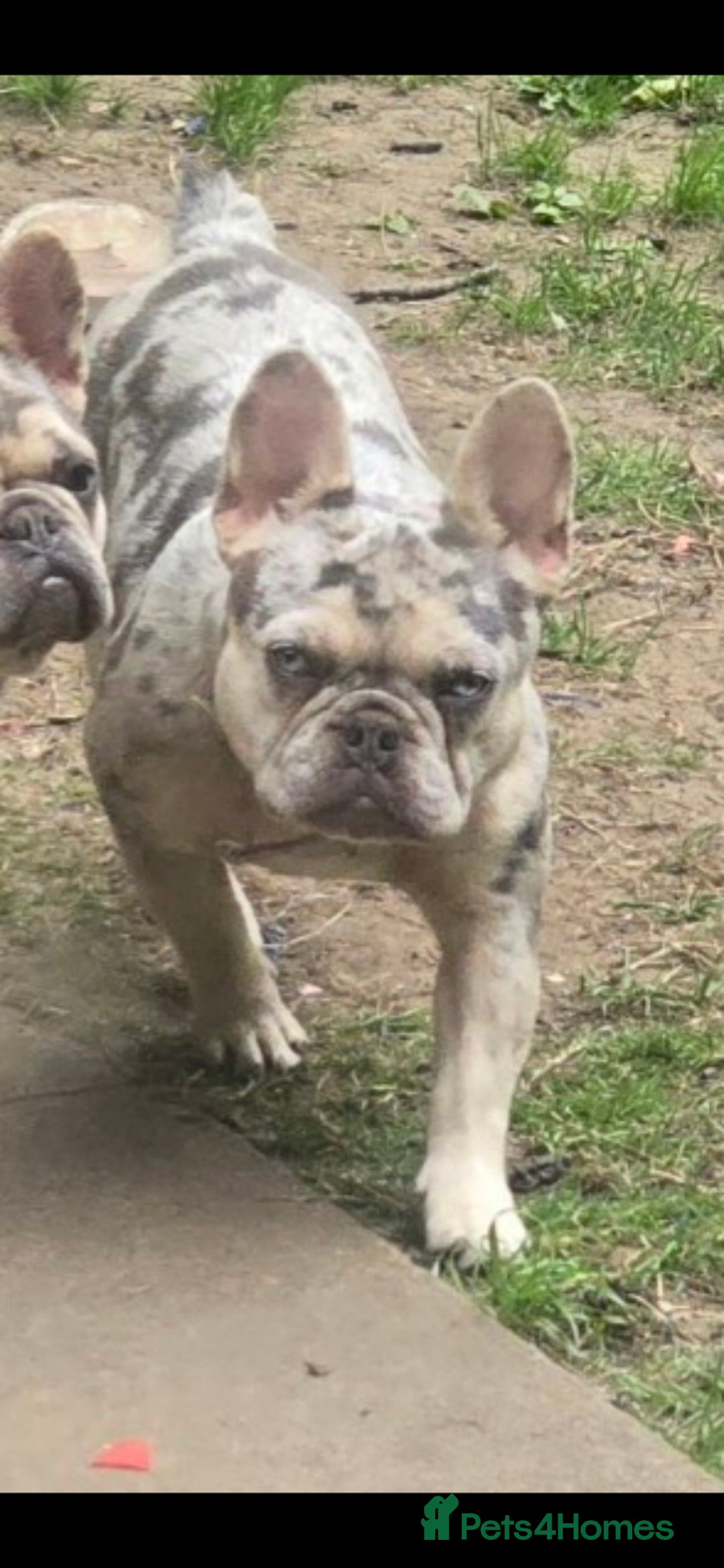 French Bulldog dogs for sale: 2 girls age 2 to be rehomed - Advert 5