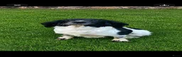 English Springer Spaniel dogs for sale: KC reg ESS pups sire OFTAW  - Advert 5