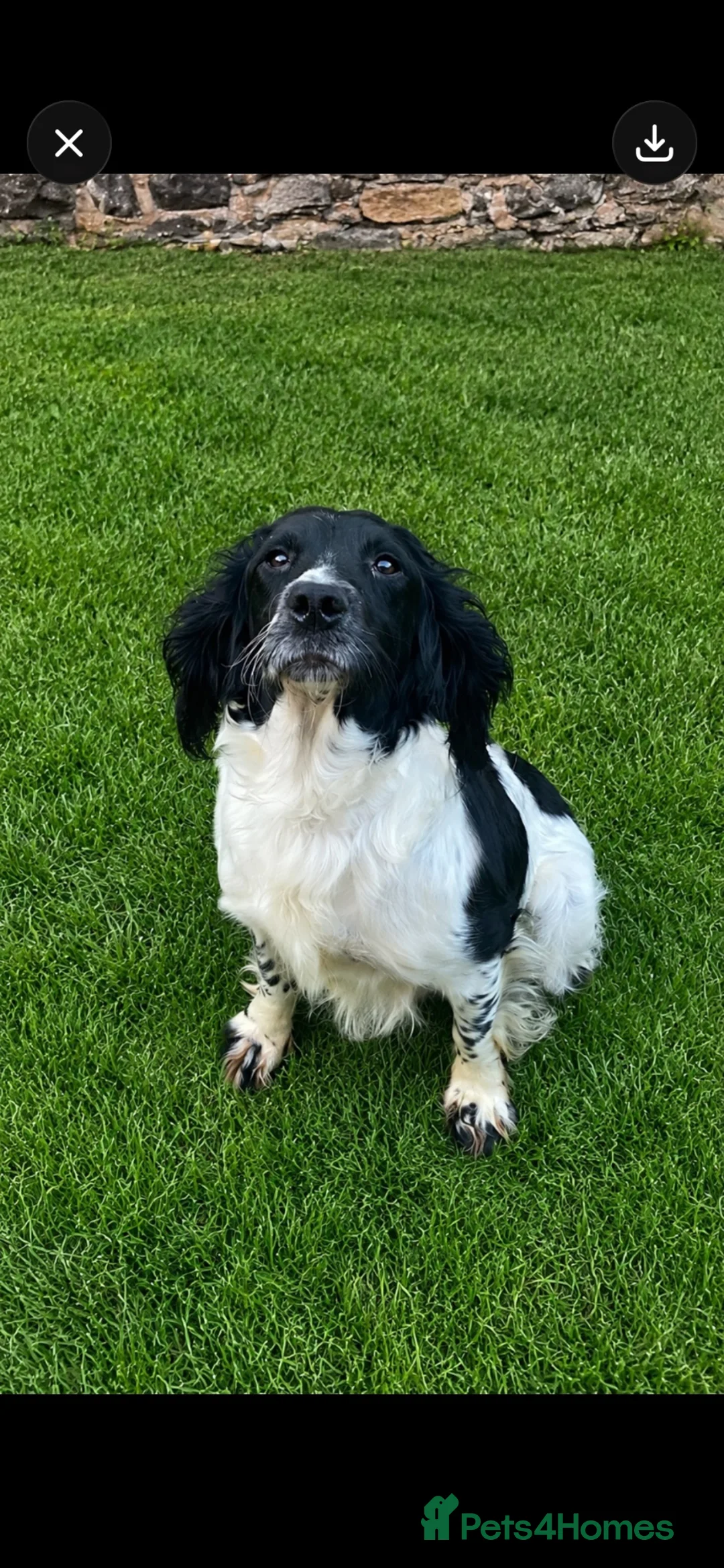 English Springer Spaniel dogs for sale: KC reg ESS pups sire OFTAW  - Advert 5