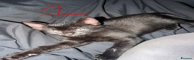 Sphynx mix 1