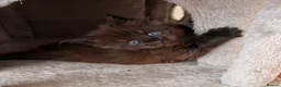 Maine Coon cats for sale: Maine coon babies ready to reserve  - Advert 7