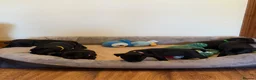 Staffordshire Bull Terrier dogs for sale: Black KC Reg/Health Tested Staffordshire Puppies. - Advert 27