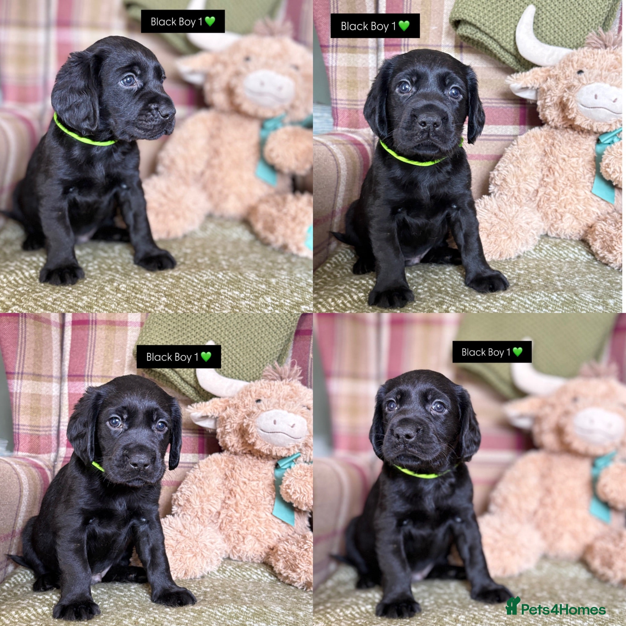 Cockerdor dogs GORGEOUS COCKERDOR PUPPIES💛🖤 - Advert 1
