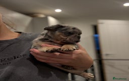 French Bulldog dogs for sale: French bulldog - Image 16