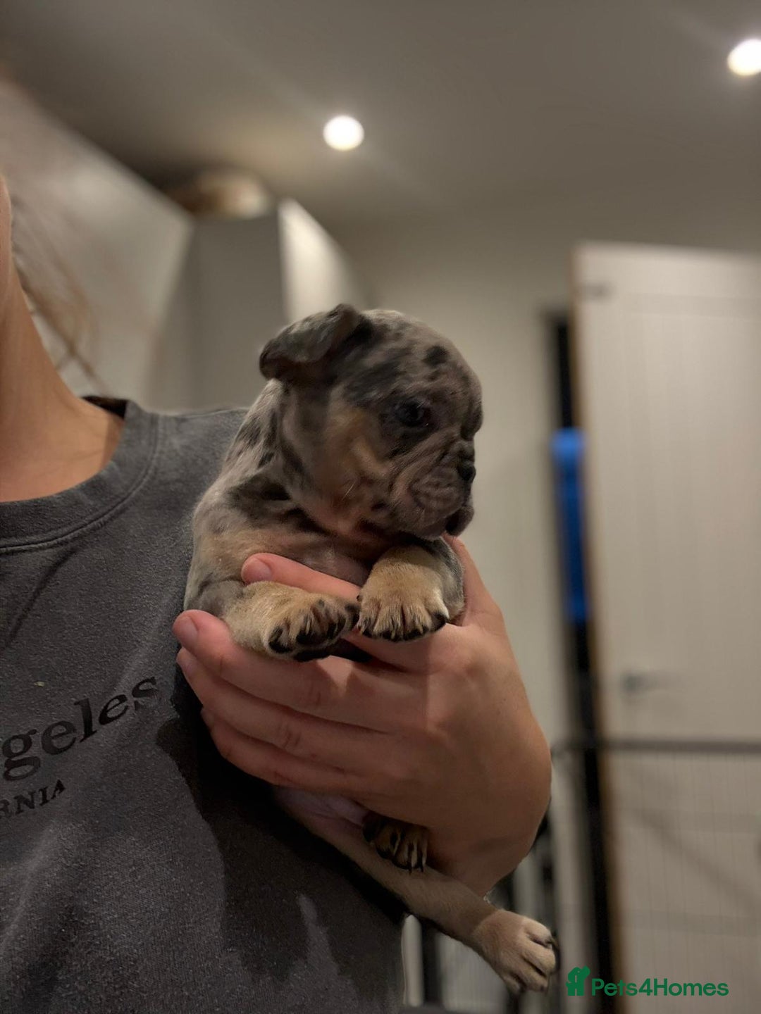 French Bulldog dogs for sale: French bulldog - Image 16