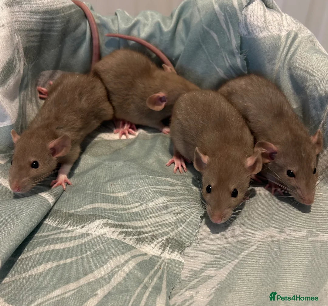 Rat rodents for sale: Baby dumbo rats for sale  - Advert 1