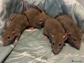 Rat rodents Baby dumbo rats for sale - Advert 13