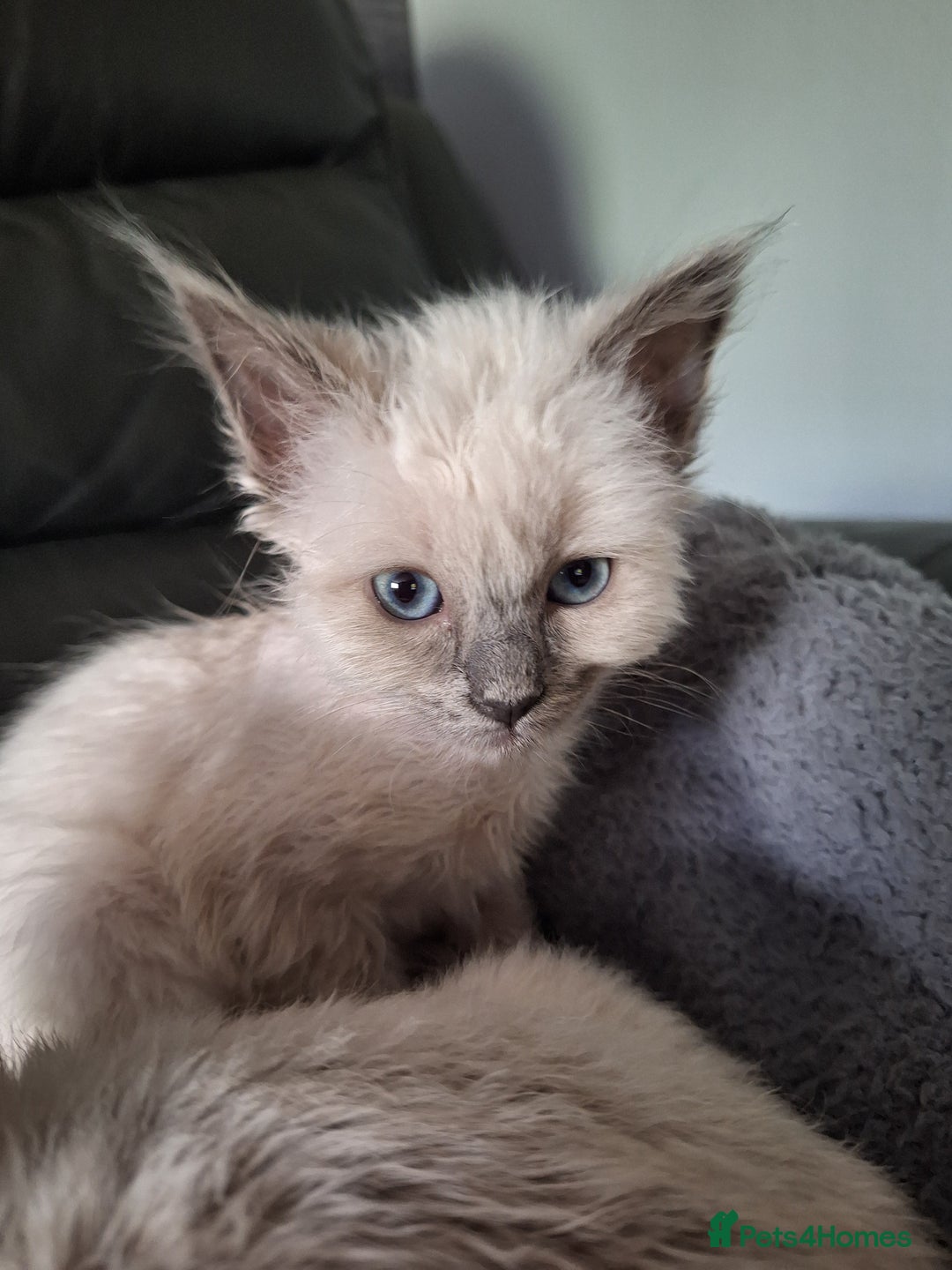Ragdoll cats for sale: 3 loving ragdoĺls kittens for loving homes   - Image 3