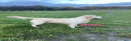 Golden Retriever dogs for sale: Our Beautifil KC registered Golden Retriever   in Leeds - Advert 3