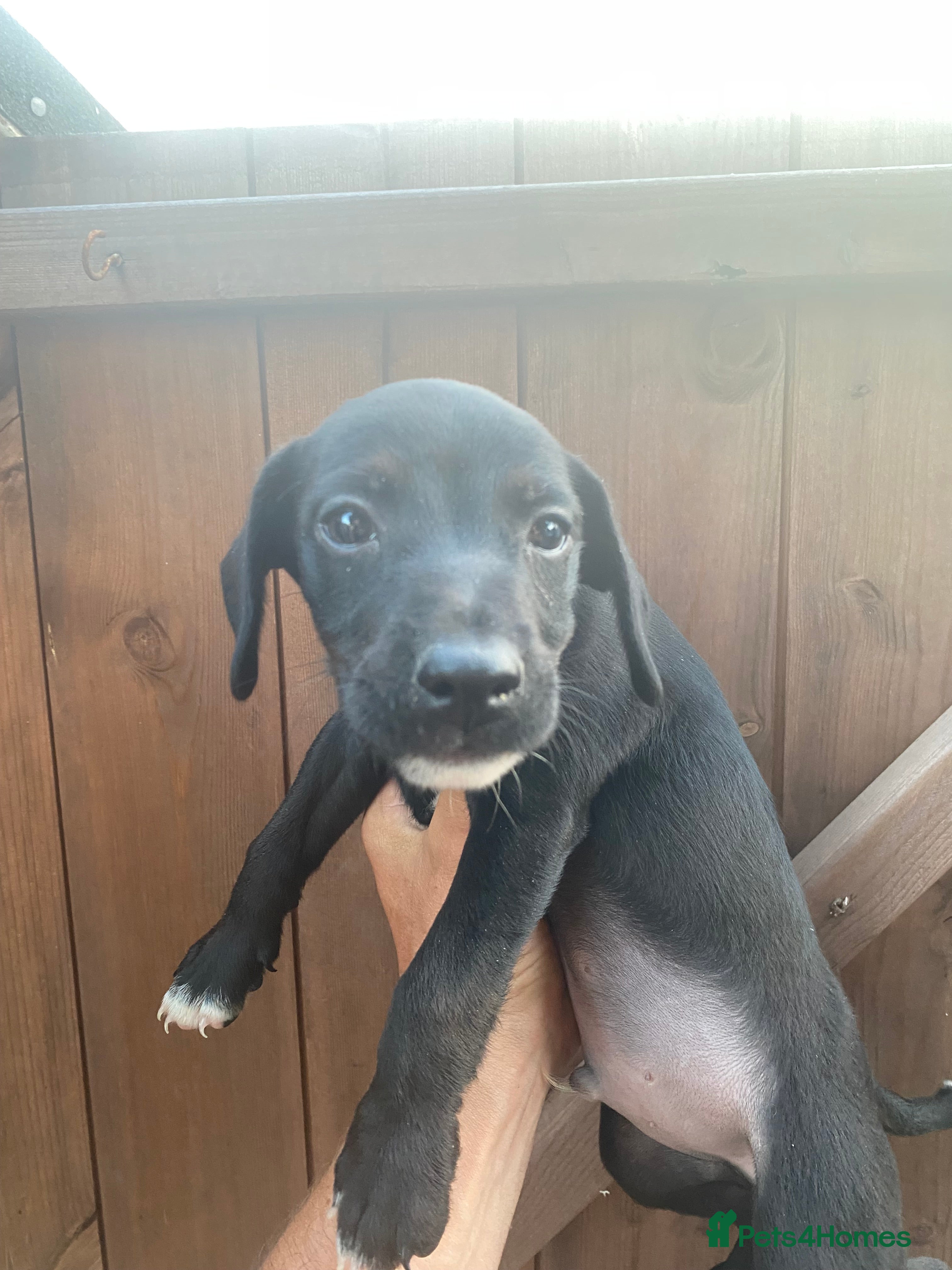 Mixed Breed dogs Cocker jacks  - Advert 2