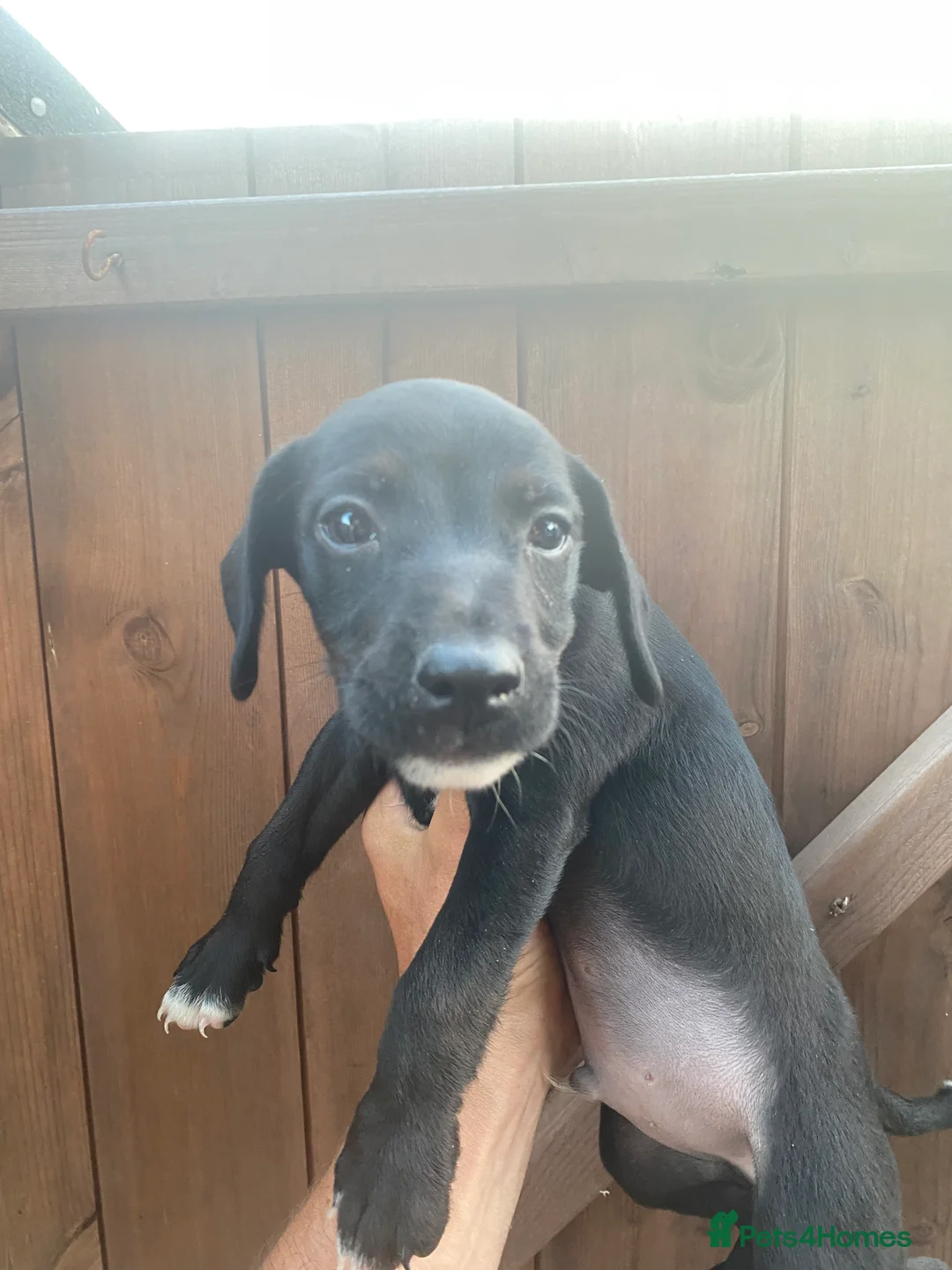 Mixed Breed dogs for sale: Cocker jacks  - Advert 2