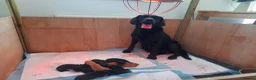Labrador Retriever dogs for sale: KC Registered pups for sale in Rye - Advert 9
