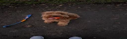 Cockapoo dogs for stud: Male Cockapoo Stud - experienced  in Hartlepool - Advert 9