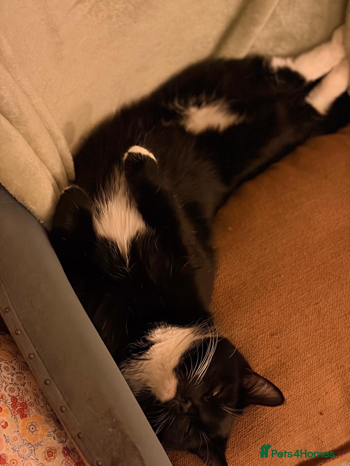 Mixed Breed cats 2x male kittens for sale. - Advert 1