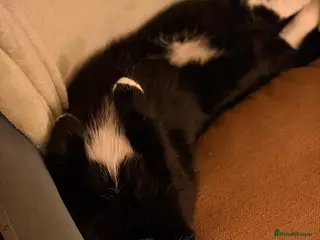 Mixed Breed cats 2x male kittens for sale. - Advert 1