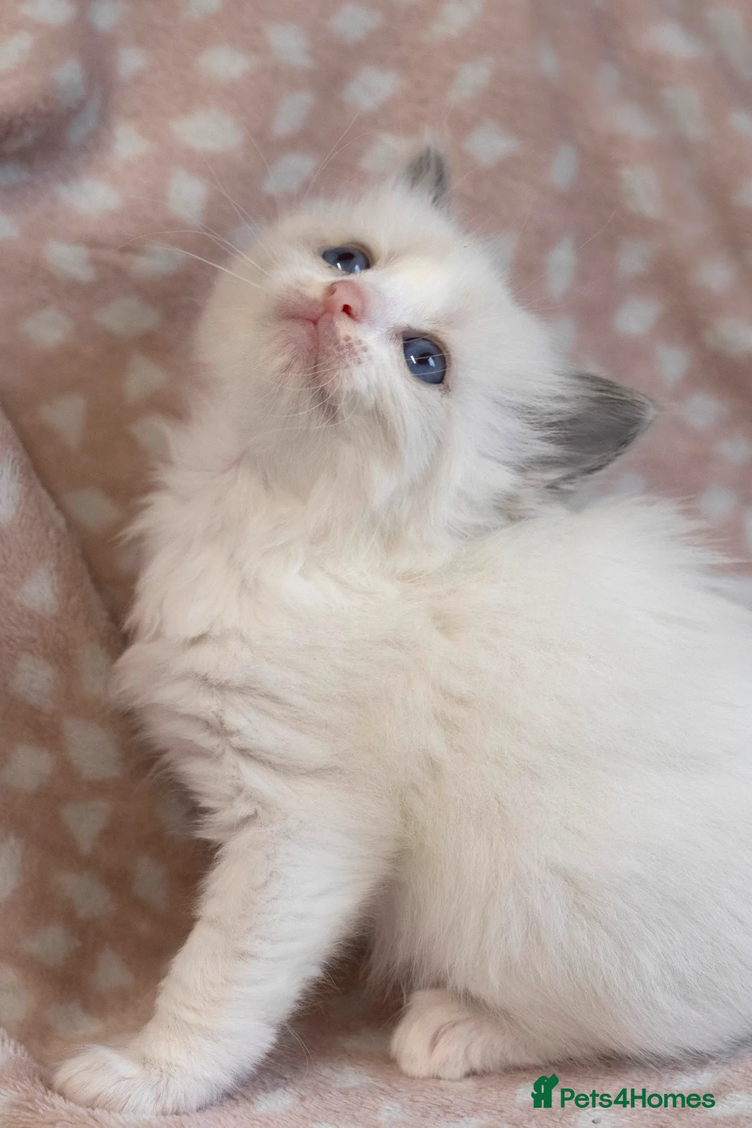 Ragdoll cats for sale: GCCF Ragdoll kittens registered pet Active  - Advert 3