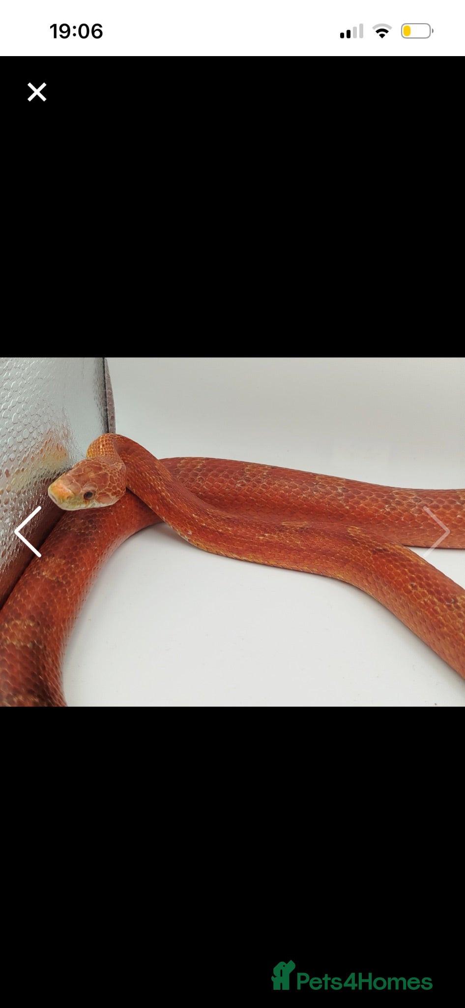 Corn Snake reptiles Colubrids for sale £100 for them all - Advert 3