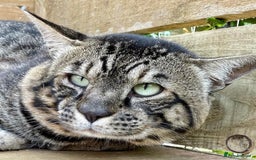 Savannah cats for sale: Savannah  - Image 1