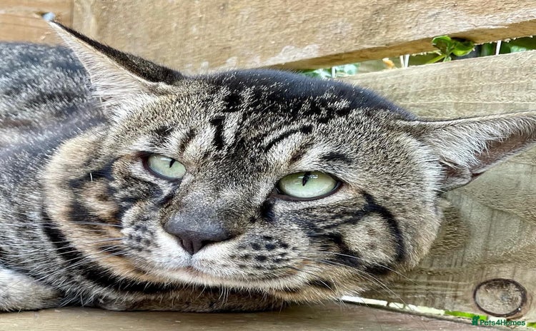 Savannah cats - Advert 1