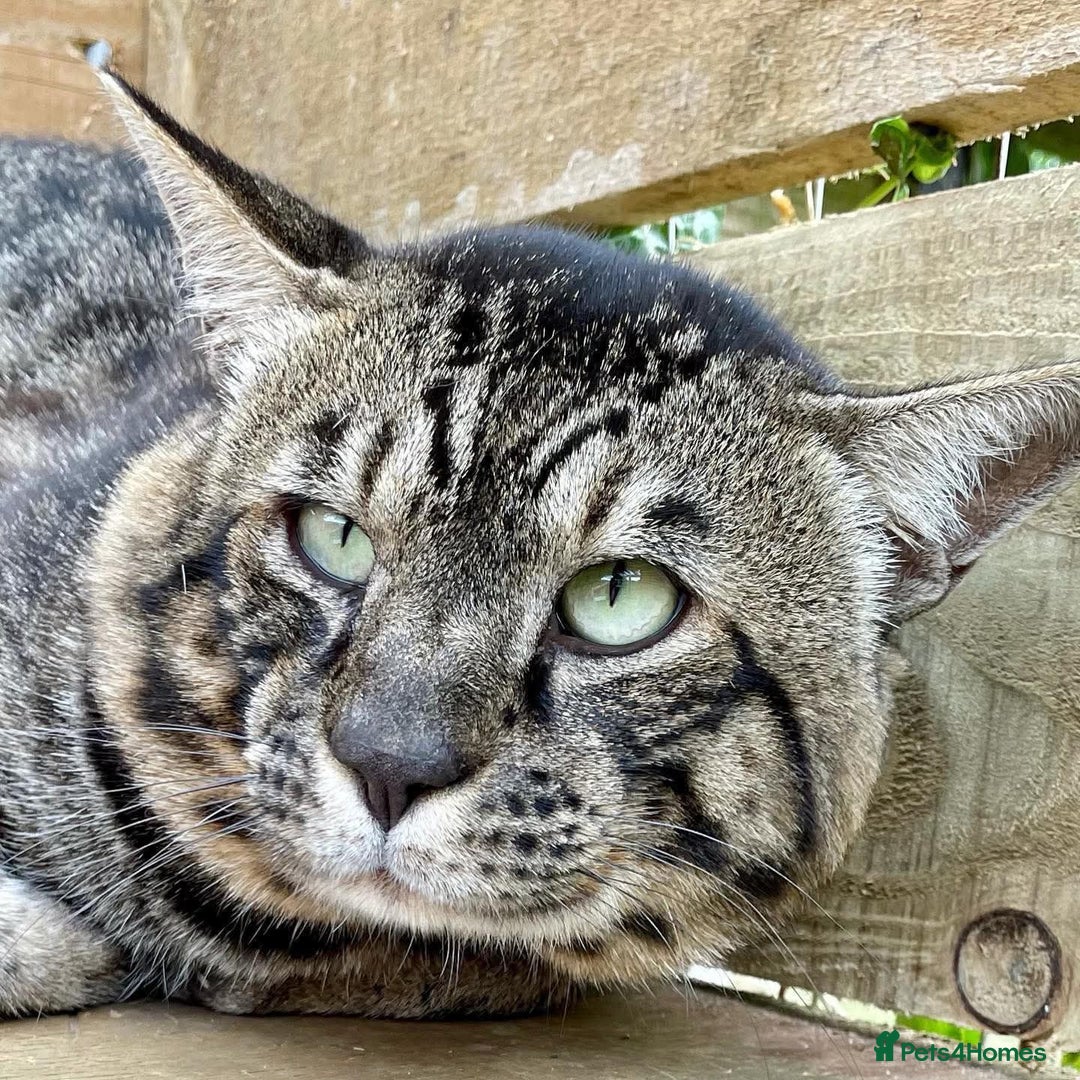 Savannah cats for sale: Savannah  - Image 1