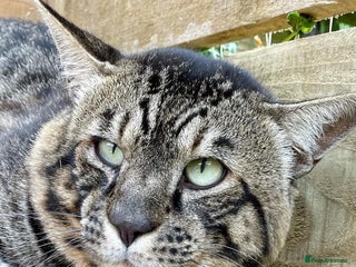 Savannah cats - Advert 34