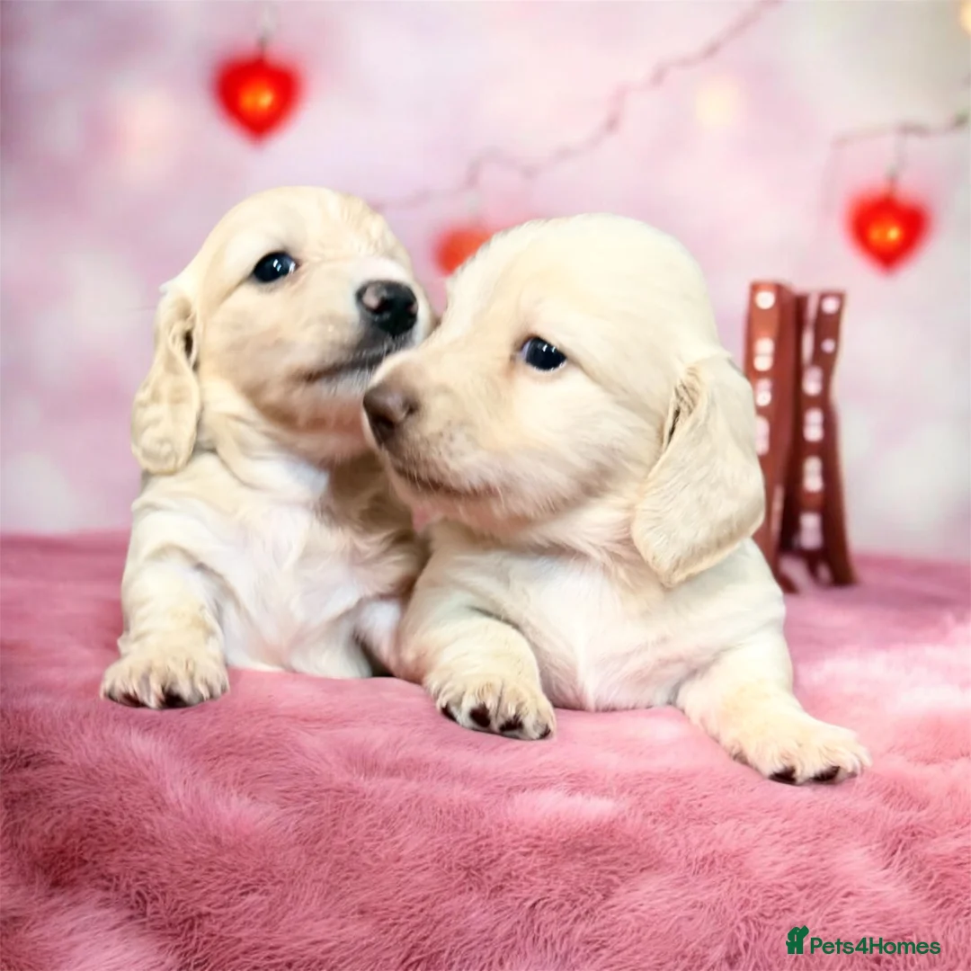 Miniature Dachshund dogs for sale: 🩷✨stunning Long hair cream Kc very light  ✨ - Advert 4