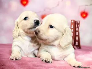 Miniature Dachshund dogs 🩷✨stunning Long hair cream Kc very light ✨ - Advert 16