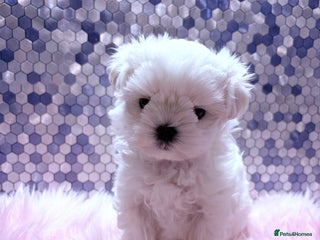 Maltese dogs 🌟🌟Full Korean Baby pups🌟🌟 - Advert 3