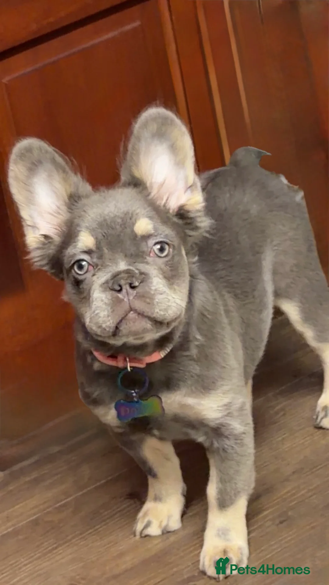 French Bulldog dogs for sale:  Lilac & Tan Fluffy French Bulldog for Sale. - Advert 6