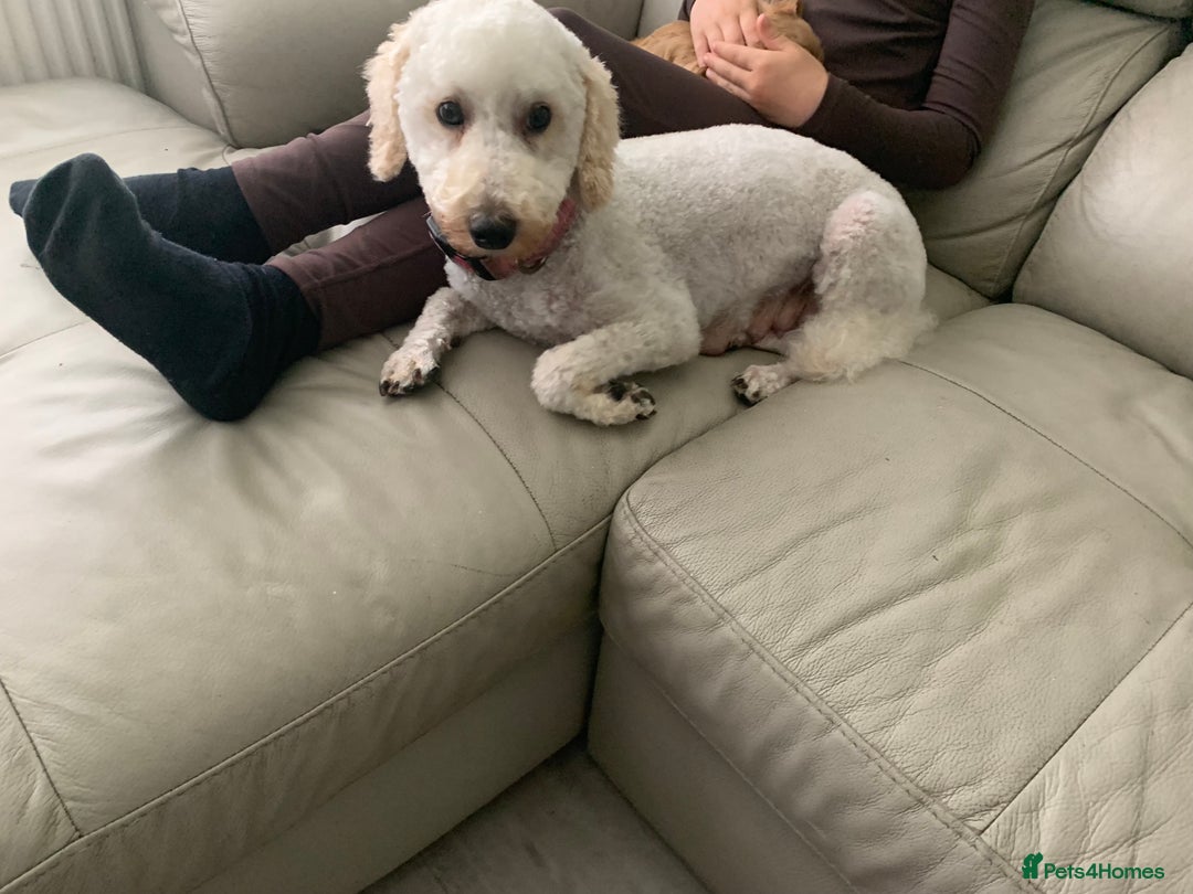 Cavapoo dogs for sale: Outstanding F1 Apricot Cavapoo puppies  - Image 31