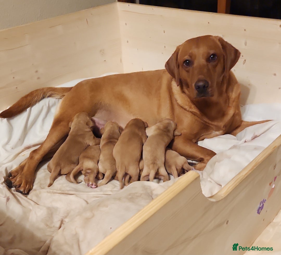 Labrador Retriever dogs for sale: Fox red KC reg labrador puppies - Image 10