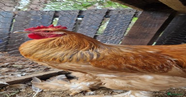 Chickens poultry - Advert 5