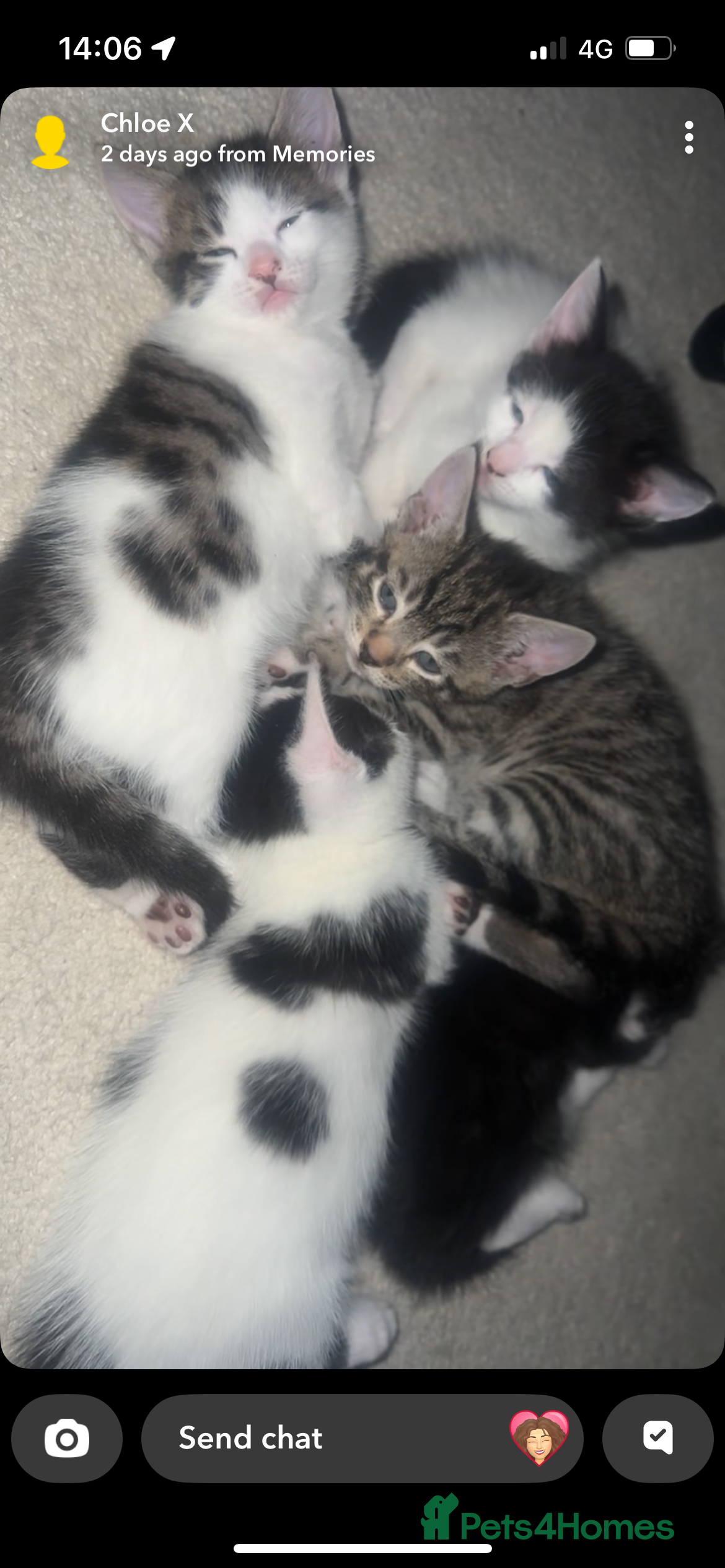 Mixed Breed cats Beautiful kittens  - Advert 1