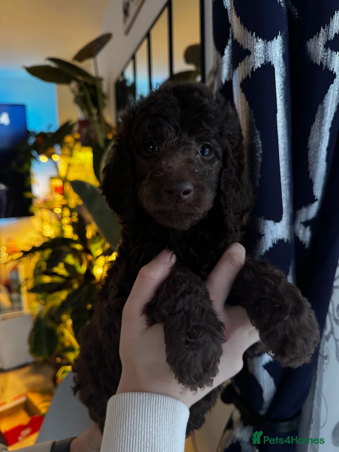 Standard Poodle dogs for sale: Last 2 boys ! KC Standard Poodles! Ready Now! - Advert 10