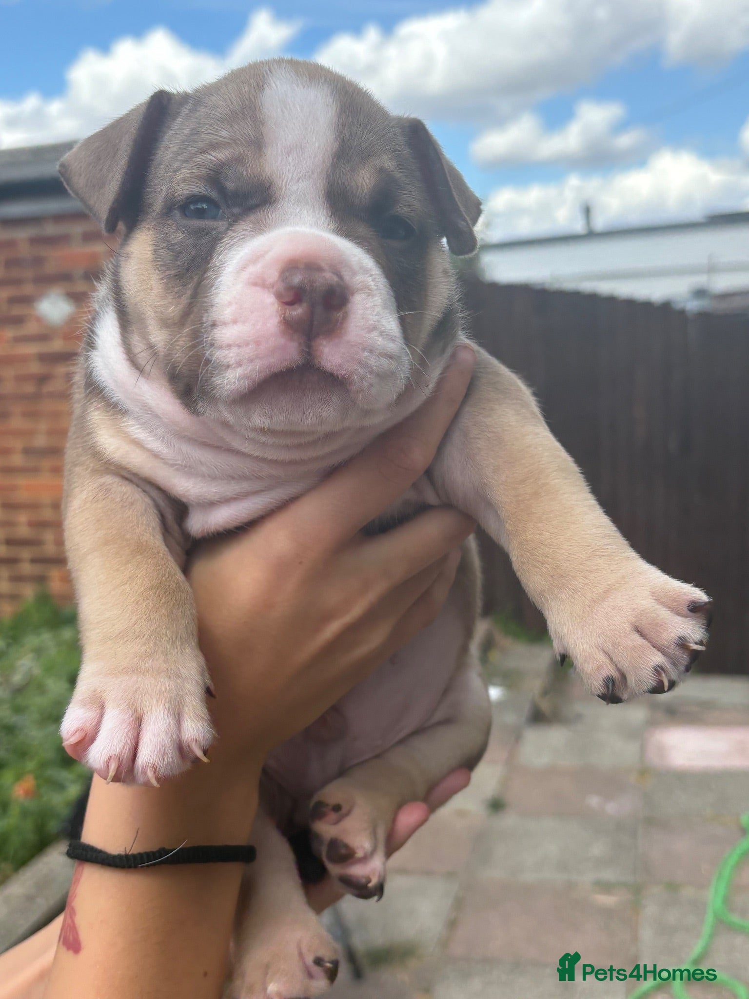 American Bully dogs 🧬 STUNNING CHUNKY POCKET BULLYS 🏆  - Advert 14