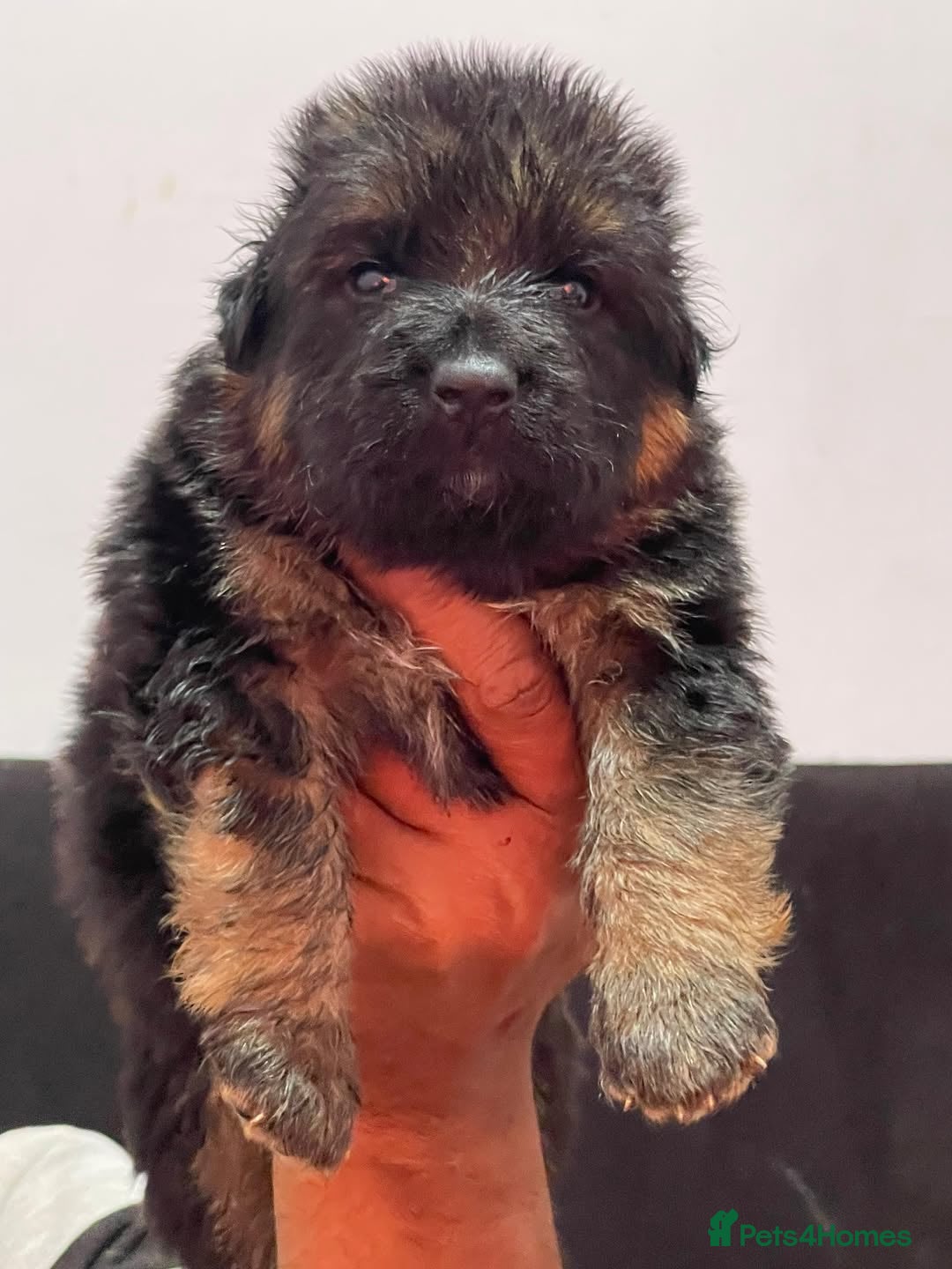 German Shepherd dogs for sale: Stunning German Shepherd Puppies  - Image 7