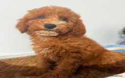 Cockapoo dogs for sale: Only 1 left - Handsome male Red F1B Cockapoo - Image 17
