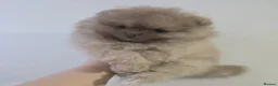 Pomeranian dogs for sale: Merle chocolate blue beaver blue eye puppies - Advert 14