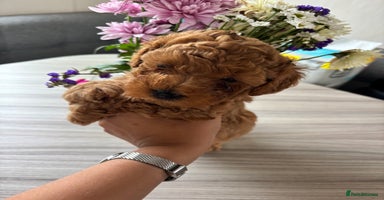 Maltipoo dogs - Advert 12