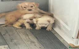 Cocker Spaniel dogs for sale: Champagne cocker spaniel pups  - Image 2