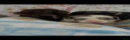 Cockapoo dogs for sale: ✨Beautiful toy cockapoo ✨ in Wrexham - Advert 4