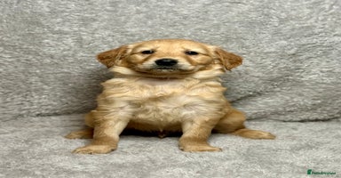 Golden Retriever dogs Beautiful chunkygolden’s READY TO LEAVE NEXT WEEK  - Advert 1