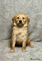 Golden Retriever dogs Beautiful chunkygolden’s READY TO LEAVE NEXT WEEK - Advert 1