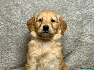Golden Retriever dogs Beautiful chunkygolden’s READY TO LEAVE NEXT WEEK - Advert 4