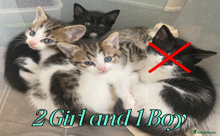 Bengal cats - Advert 4