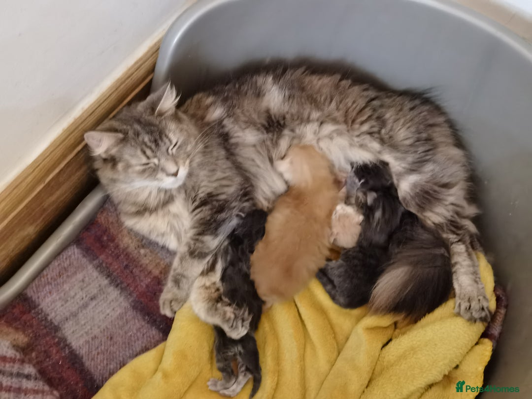 Maine Coon cats for sale: Four beautiful Maine Coon kittens-two girls left - Image 11