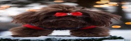 Mixed Breed dogs for sale: French bulldog Shih Tzu  - Advert 10